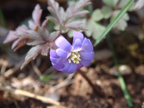 Anemone apennina / Anemone dell''Apennino